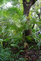 Acanthophoenix rubra