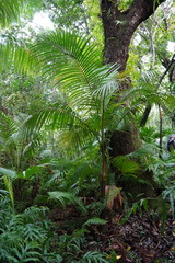 Acanthophoenix rubra