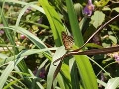 Argynnis hyperbius hyperbius