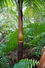 Acanthophoenix rubra