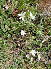 Ornithogalum baeticum