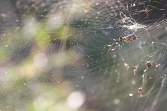 Trichonephila clavata