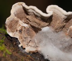 Datronia brunneoleuca