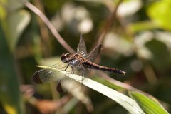 Sympetrum