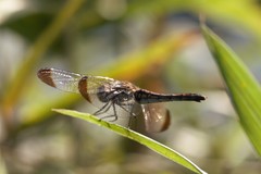 Sympetrum