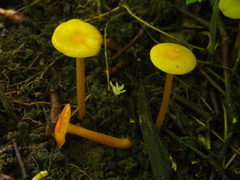 Hygrocybe insipida