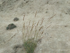 Psathyrostachys juncea