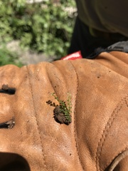 Selaginella apoda