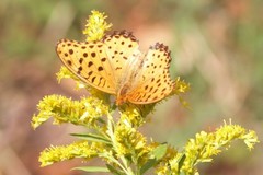 Argynnis hyperbius