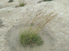 Psathyrostachys juncea