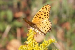 Argynnis hyperbius