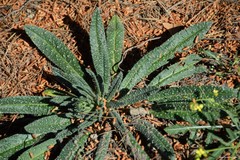 Echium vulgare pustulatum