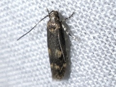 Trypanisma prudens