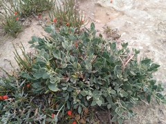Chenopodium frutescens
