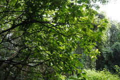 Ficus lateriflora image