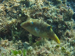 Canthigaster compressa