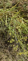 Bupleurum montanum