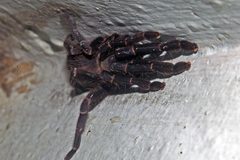 Chilobrachys stridulans