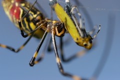 Trichonephila clavata