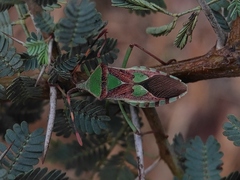 Prismatocerus prominulus