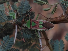 Prismatocerus prominulus