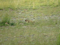Marmota baibacina