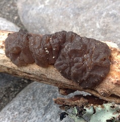Exidia novozealandica