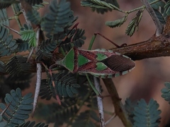 Prismatocerus prominulus