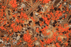 Byssonectria terrestris