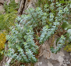 Galium reiseri