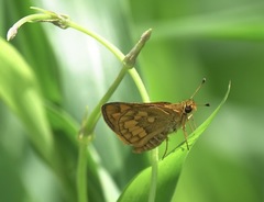 Taractrocera luzonensis