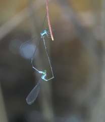 Teinobasis samaritis