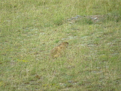 Marmota baibacina