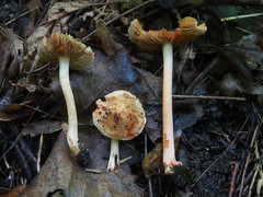 Inocybe godeyi