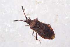Ulmicola spinipes