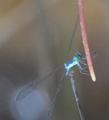 Teinobasis samaritis