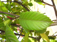 Dillenia philippinensis