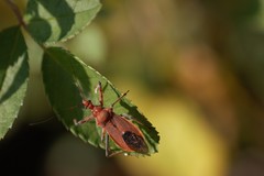 Cutocoris russatus