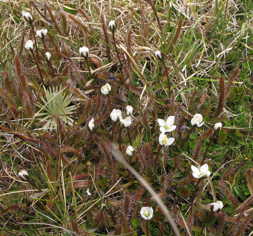 Drosera arcturi