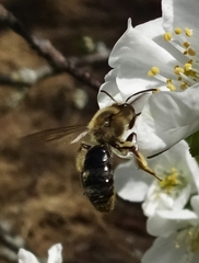 Andrena crataegi