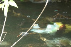 Onychothemis abnormis