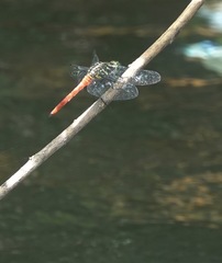 Onychothemis abnormis