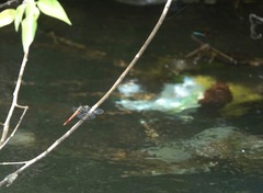 Onychothemis abnormis