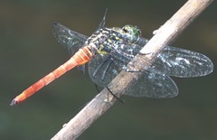 Onychothemis abnormis