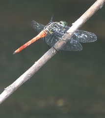 Onychothemis abnormis