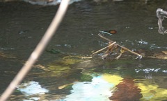 Onychothemis abnormis