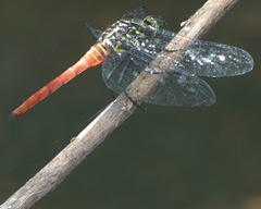 Onychothemis abnormis