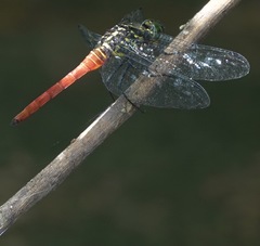 Onychothemis abnormis
