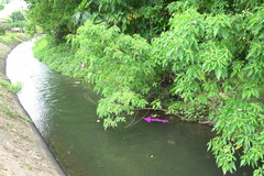 Onychothemis abnormis