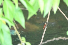 Onychothemis abnormis
